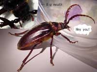 Big bug with big mouth