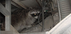 raccoon2